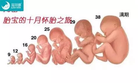孕27周：胎儿和孕妈妈的最新变化，不要错过哦！_酷知经验网
