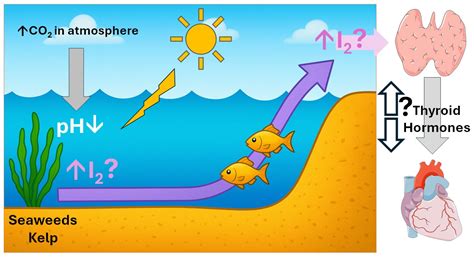 Ocean Acidification, Iodine Bioavailability, and Cardiovascular Health ...