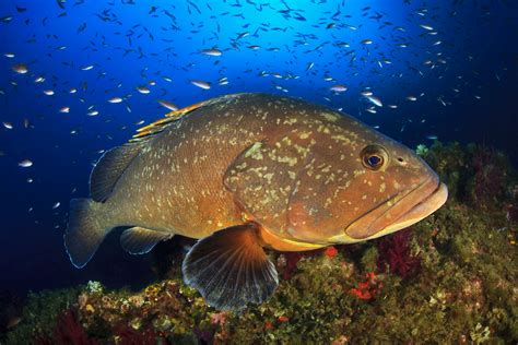 Amazing Grouper Action on the Gulf Coast | Fondo marino, Fauna, Fotos