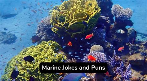Image result for Marine Humor