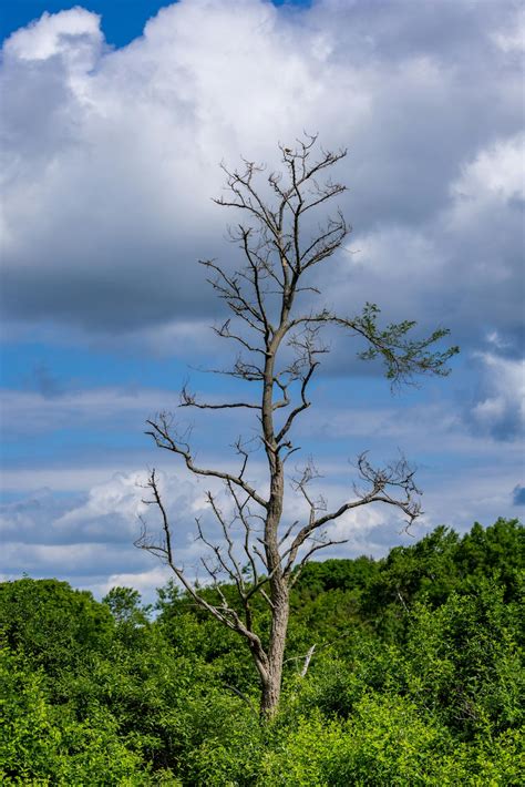 Image result for Tall Tree Tops