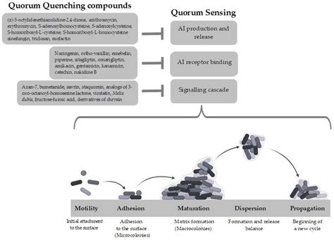 Quorum Quenching Approaches against Bacterial-Biofilm-Induced Antibiotic Resistance