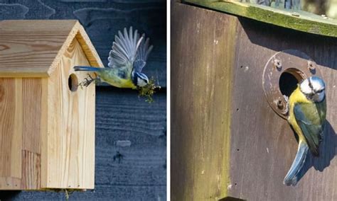 Nurturing Nature: The Benefits of Nesting Boxes For Birds