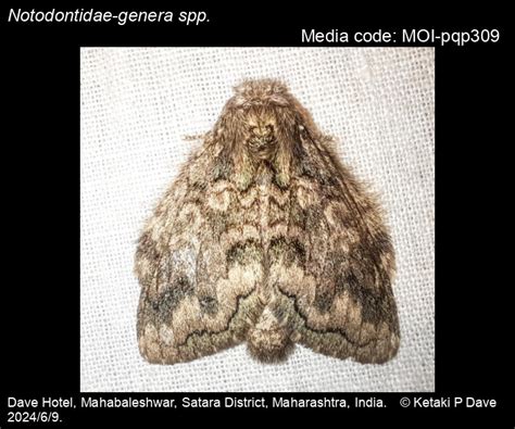 Notodontidae-genera spp. | Moths