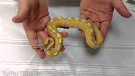 Image result for Banana Ball Python YouTube