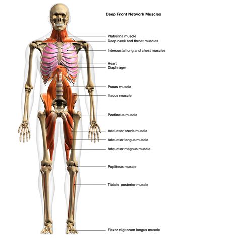 Image result for Anatomic Front Line