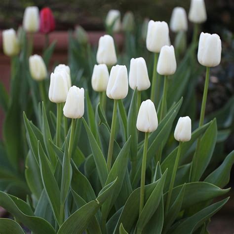 Buy triumph tulip bulbs Tulipa 'White Dream': Delivery by Waitrose Garden