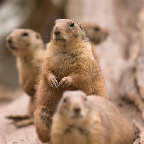 Gopher Control Methods 的图像结果