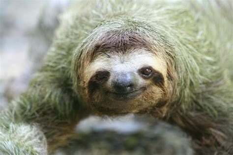 Image result for Sloth Guide Vesteria