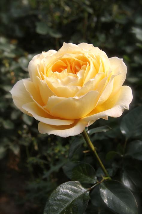 Antique Garden Roses