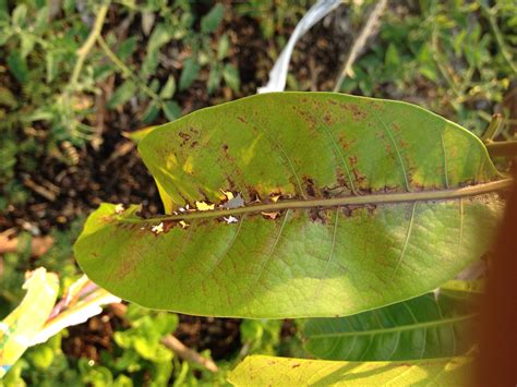 Image result for Mango Leaf Problems