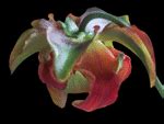 sarracenia