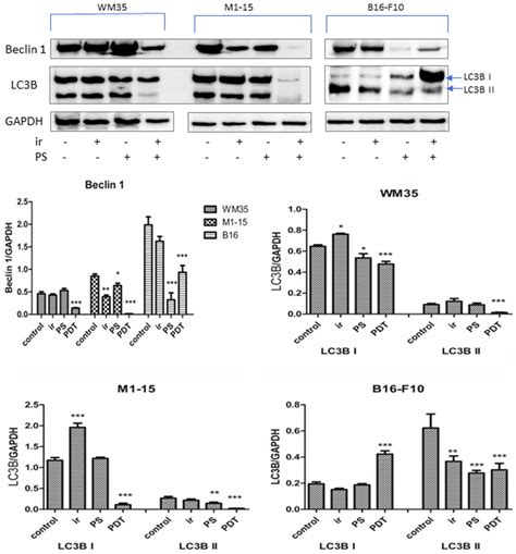 Inhibition of Survival Mechanisms and Cell Death Induction in Melanoma ...