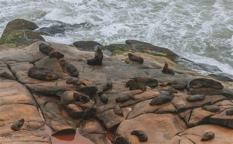 Lighthouse of Cabo Polonio - 2020 What to Know Before You Go (with ...