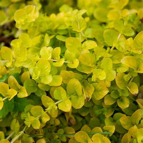 Amazon.com : Clovers Garden Creeping Jenny Goldi Plants Two (2) Live ...