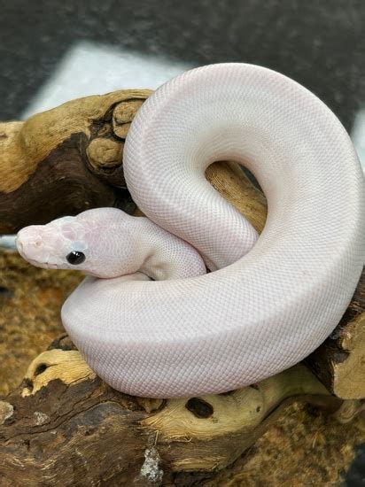 Image result for White Wedding Ball Python