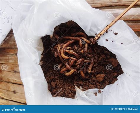 Earthworms that You Might Be Able To Eat Stock Photo - Image of ...