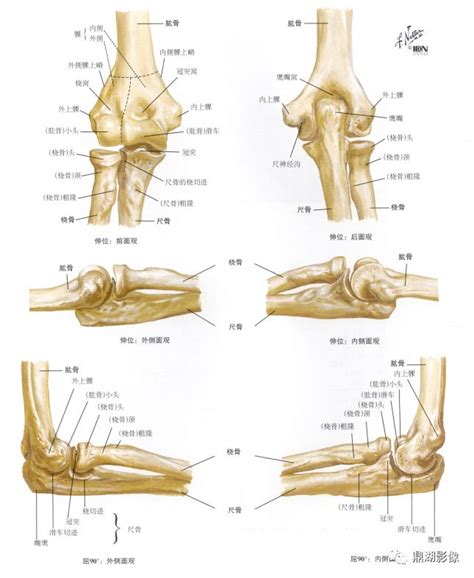 胫骨粗隆 的图像结果