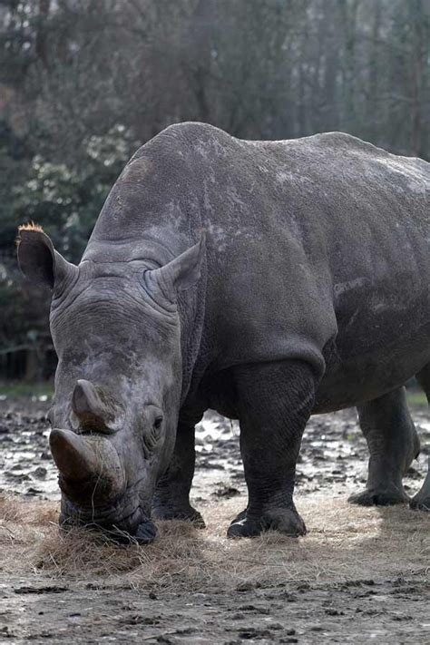 wildlife: Get Latest Buzz, Updates, Gossip, Photos & Videos