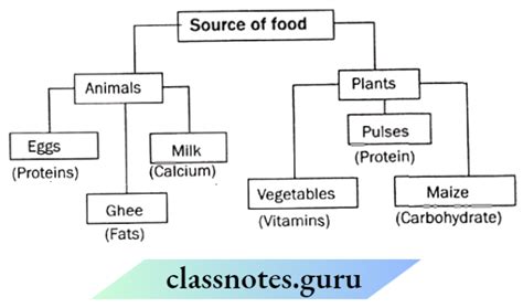 Image result for Class 6 Science Chapter 1 Components of Food