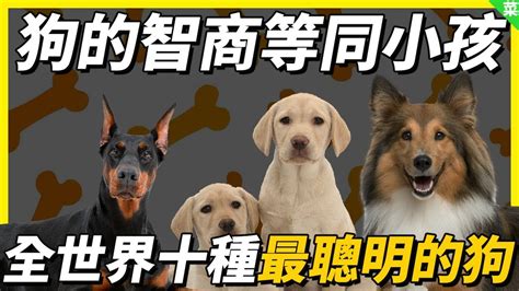 狗狗智商排名前100名 这些狗狗你都听说过吗_小可爱宠物网