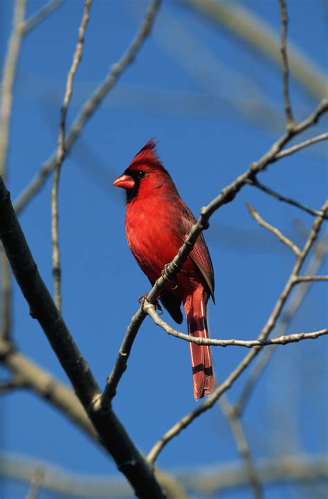 Northern Virginia Birds Identification