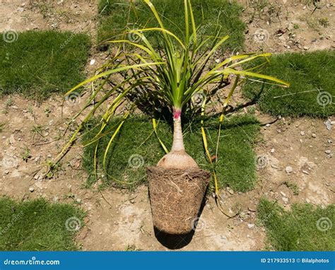 Beaucrnea Recurvata or Elephant Foot Plant or Nolina Palm Root Bound ...