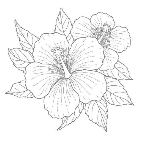 Coloring Pages Hibiscus [2025]