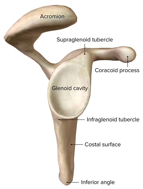 Supraglenoid Tubercle Of Scapula