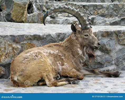Siberian Ibex (Capra Sibirica) Stock Photo - Image of sheep, tian ...