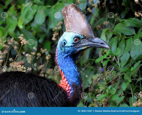 Cassowary, the World`s Dangerous Bird Stock Image - Image of feather ...