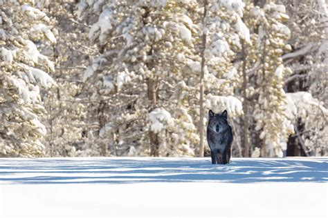 Image result for Wolves System in Yellowstone