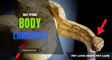 Image result for Ball Python Biting Human