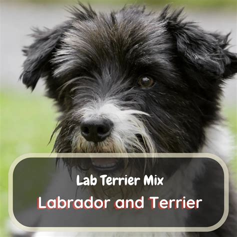 Lab Terrier Mix Breed (expectations & Tips) - LabraJoy