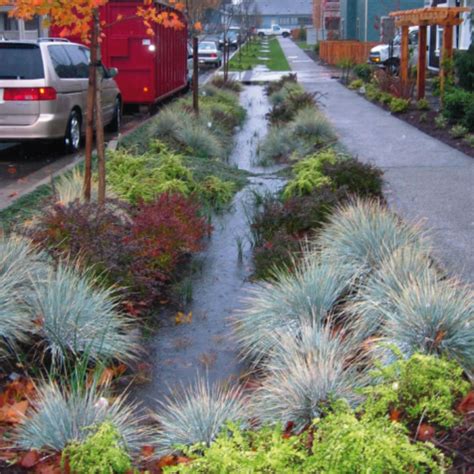 Rain Garden Placement at Bruce Moreno blog