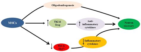 The Immunomodulatory and Neuroprotective Effects of Mesenchymal Stem ...