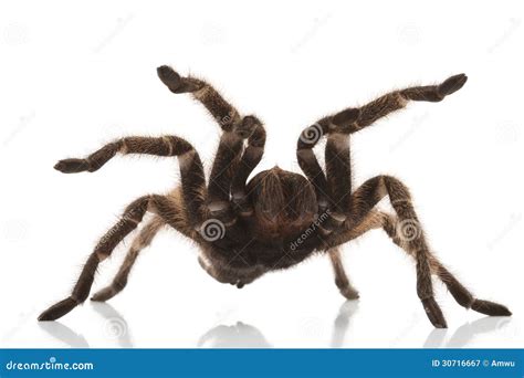 Rose Hair Tarantula image stock. Image du prédateur, tarentule - 30716667