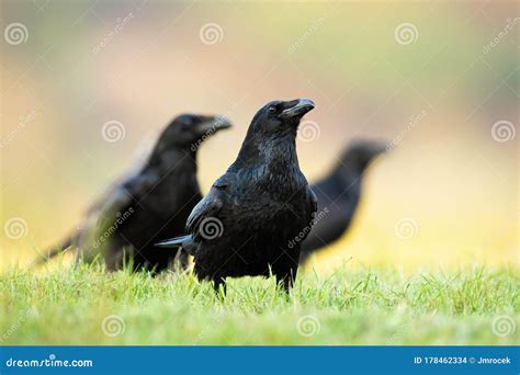 Flock of ravens called - nibhtvenue