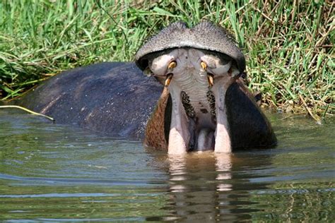 Skyway Expeditions (Entebbe) - 2022 What to Know Before You Go (with ...