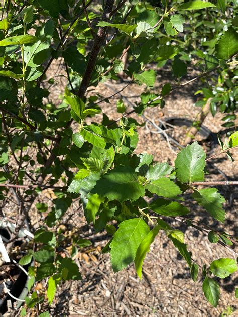 Betula niga 'Heritage 8' clmp - River Birch | Six Mile Nursery LLC