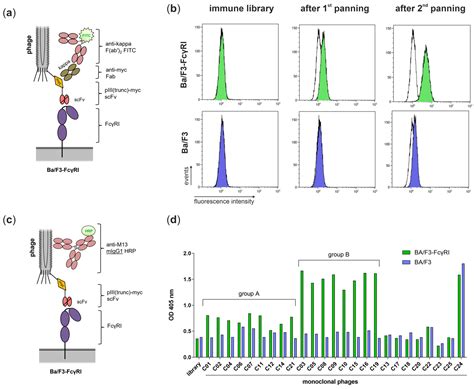 Combining Cellular Immunization and Phage Display Screening Results in ...