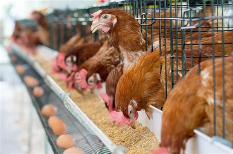 鸡和鸡蛋图片-养鸡场的鸡和数百个鸡蛋素材-高清图片-摄影照片-寻图免费打包下载