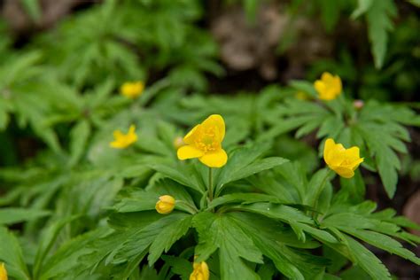 Лю́тик е́дкий (лат. Ranúnculus ácris) — Teletype