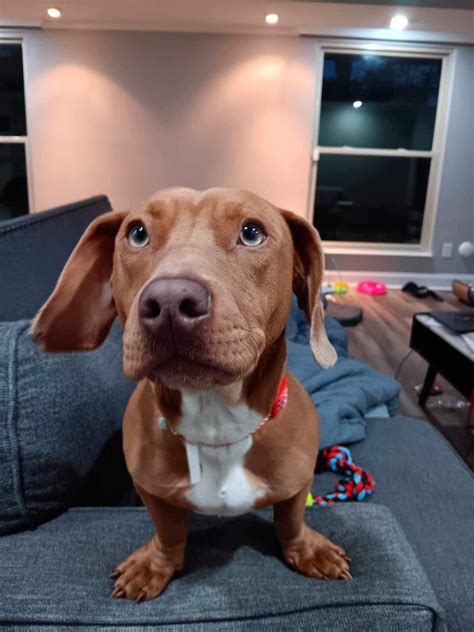 This is Diesel. He is a Dachshund-Pitbull mix. : r/dogpictures