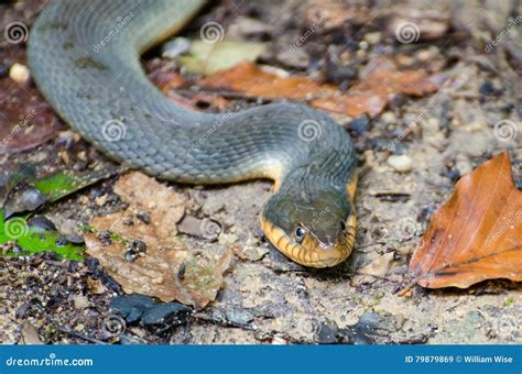 Yellow Bellied Water Snake stock image. Image of turtle - 79879869
