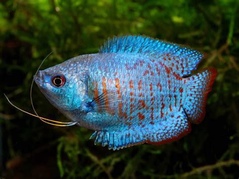 Gourami Fish Types: Guide to Gourami Types & Species - Fish Laboratory