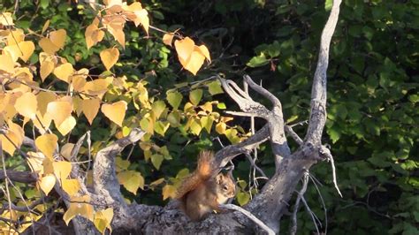 Alone | Season 11 Now Streaming | On Stan.