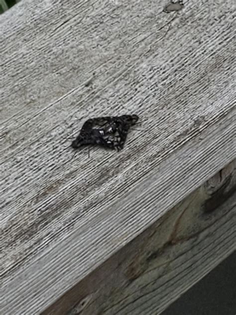 Image result for Insect V Insect