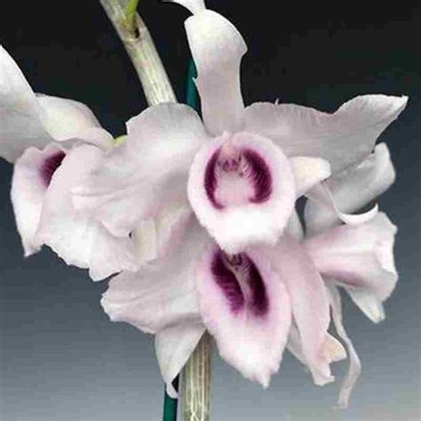 Dendrobium anosmum var. 'Holtoni' sp. – EXOTICA ORCHIDS