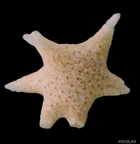 Image result for Picolay Tutorial